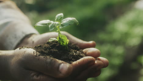 hands holding a young plant in soil