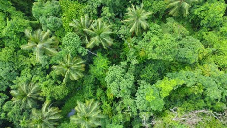 Vista-Aérea-O-Superior-Del-Bosque-Verde-Profundo-O-La-Selva-1