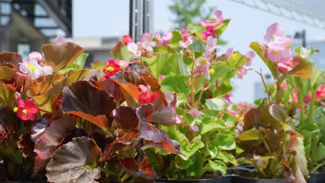 Primer-Plano-De-Las-Flores-En-Una-Floristería