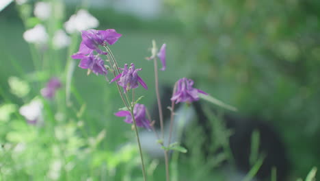 Nahaufnahme-Von-Violetten-Lilien,-Die-In-Einem-Garten-Wachsen,-Im-Hintergrund-Sitzt-Ein-Süßer-Hund