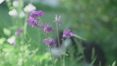 disparo de cerca de lirios violetas que crecen en un jardín, lindo perro sentado en el fondo