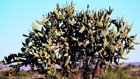 árbol de cactus masivo pera espinosa de pie orgulloso en el paisaje de karoo semi-desierto