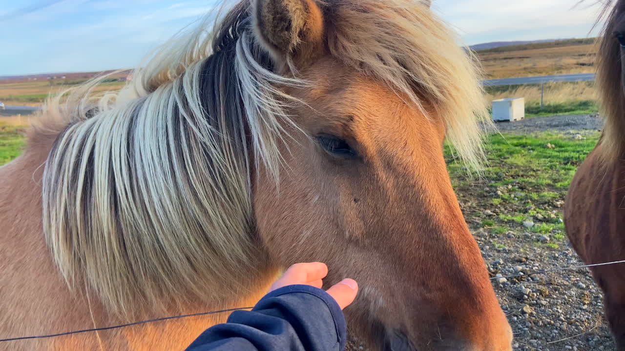 cerca acariciando a un lindo caballo islandés en el campo al atardecer