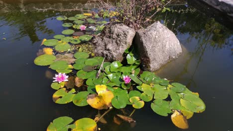 estanque de jardín con helechos y plantas acuáticas que nacen de las rocas en el centro, día soleado de verano