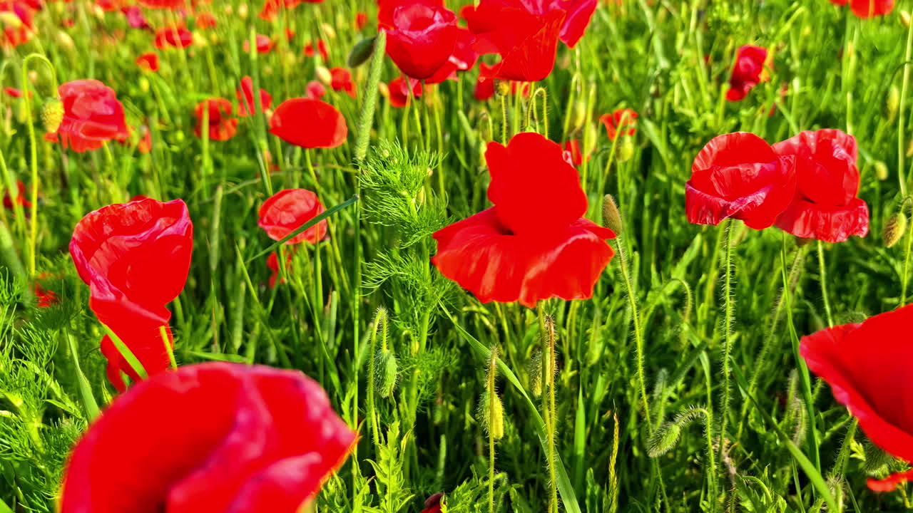Blooming red poppies swaying in green summer meadow under warm golden sunset light