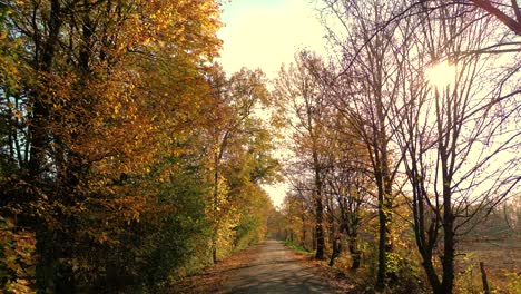 driving on empty asphalt road with yellow markings passing through a mixed forest with pines and trees with yellow foliage on a sunny autumn day