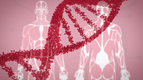 Animation-Eines-Roten-3D-DNA-Strangs,-Der-Sich-über-Zwei-Menschliche-Modelle-Dreht