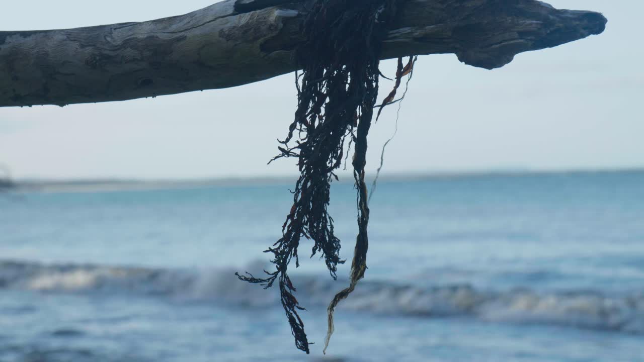 Close-up shot of seaweed hanging off a tree on the beach, gently swaying in the breeze, with the ocean in the background.
