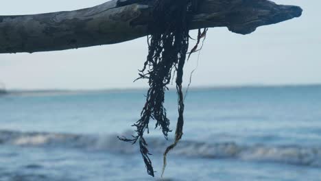close-up shot of seaweed hanging off a tree on the beach, gently swaying in the breeze, with the ocean in the background.