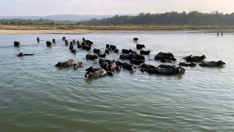 water buffalo crossing a river in the late afternoon light as they come back from grazing