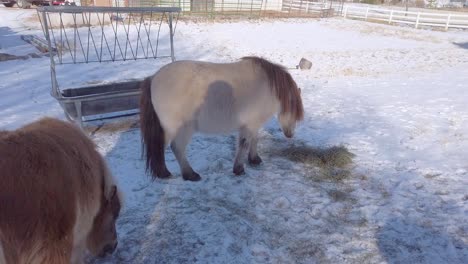 caballos en miniatura en la granja comiendo heno