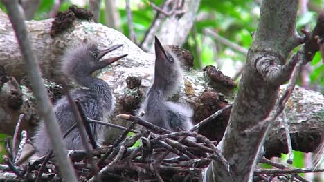 Kleine-Blaue-Reiherküken-In-Einem-Nest