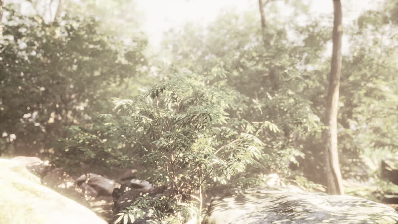 ⁇ 빛 속 의 아름다운 녹색 숲 광야