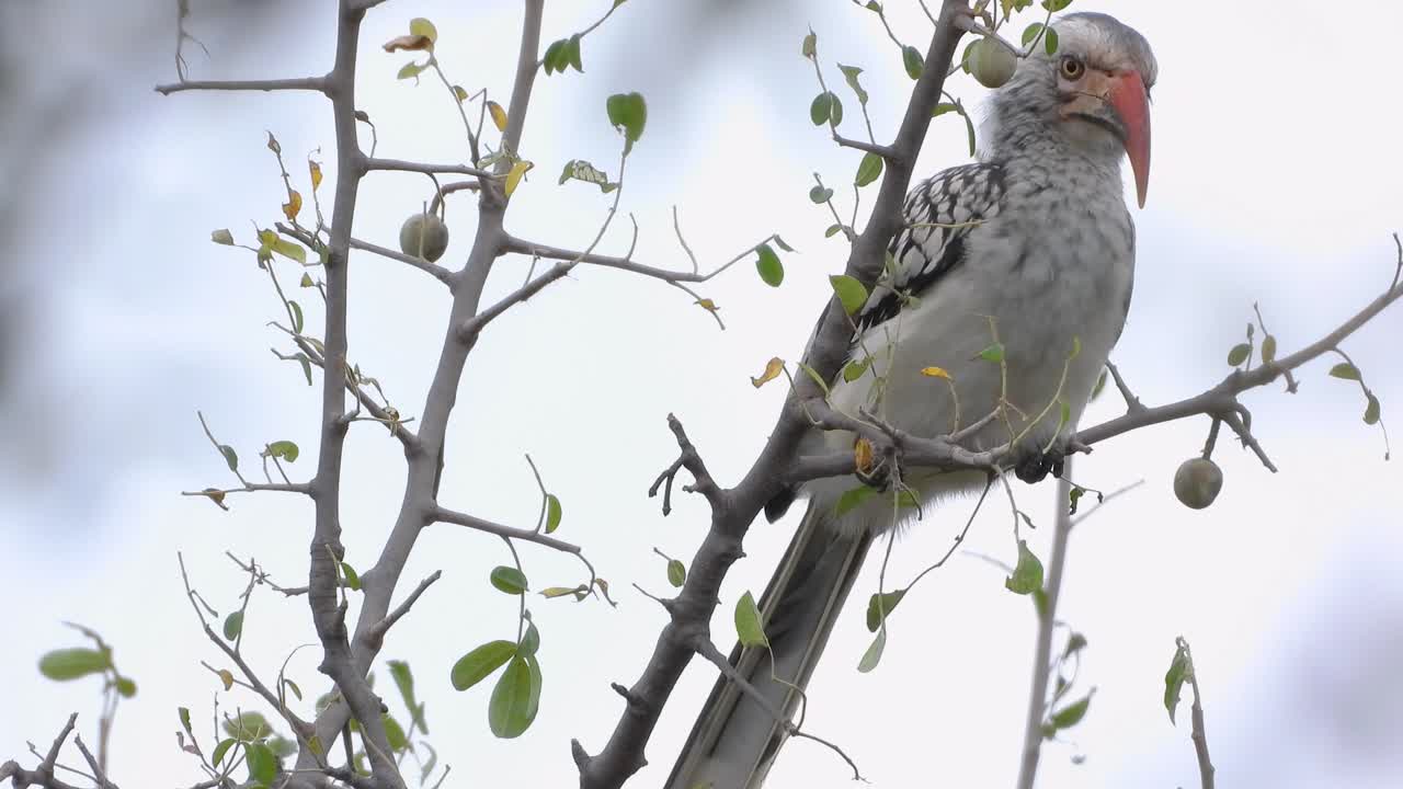 Northern red-billed hornbill sitting on a branch and taking off during the day at Kruger National Park in Limpopo and Mpumalanga in northeastern South Africa