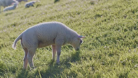 cute-animal-sheep-dolly-white-lamb-livestock-grazing-on-the-pasture-field-grass-at-daylight-sunny-day