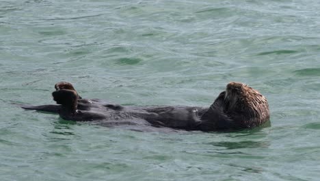 sea otter floating by the kelp forests of moss landing harbor in monterey bay, central california