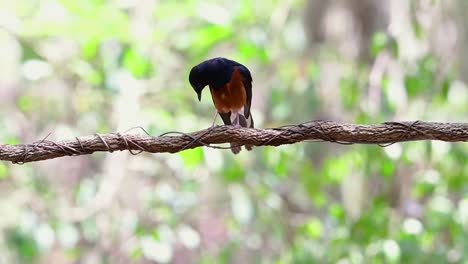 shama de rabadilla blanca encaramado en una vid con fondo bokeo del bosque, copsychus malabaricus, en cámara lenta