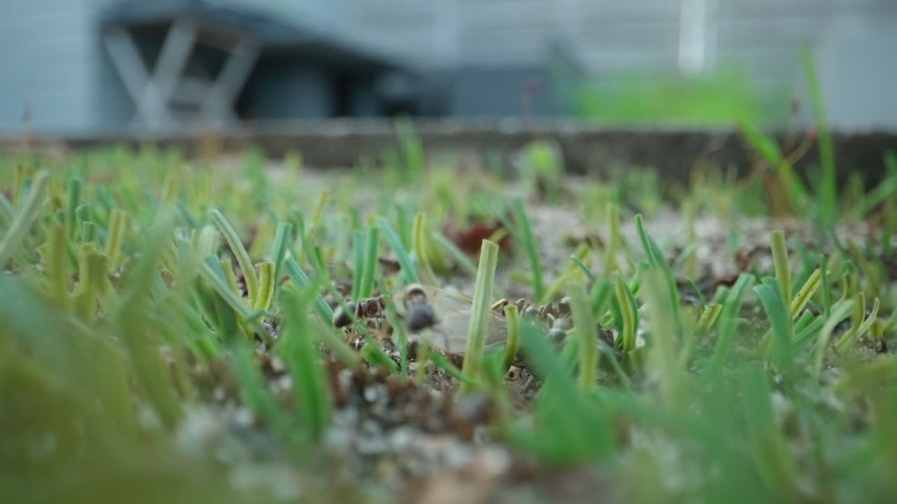 Ants move over leafy ground with patchy green moss and light, in forest macro perspective