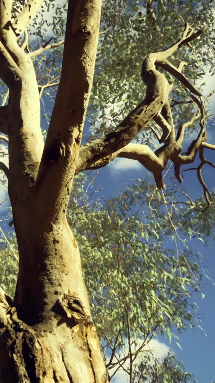 Alto albero di eucalipto si protende verso un cielo azzurro brillante in una giornata di sole.