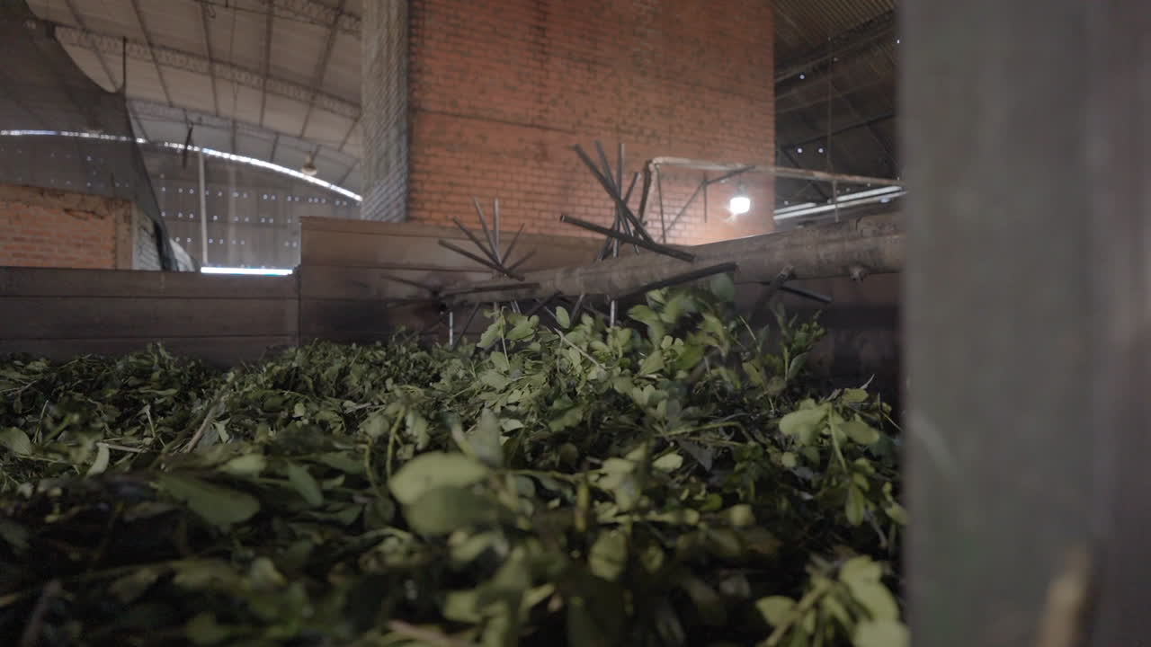 Inside a Yerba Mate Processing Facility, Organic Herbal Tea Production