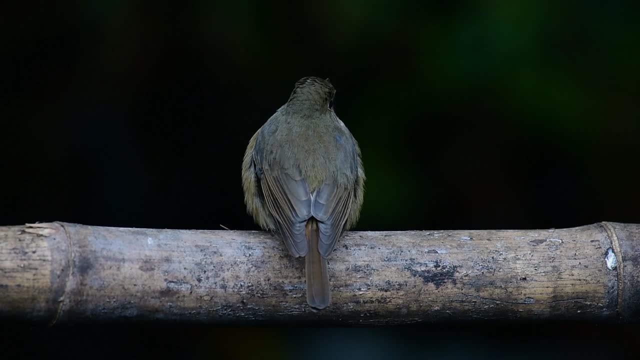Bambu Üzerinde Tünemiş Tepe Mavi Sinekkapan, Cyornis whitei