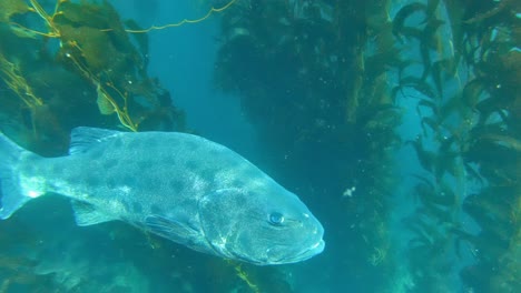 un pez lubina negra gigante patrulla su hábitat en un bosque de algas marinas