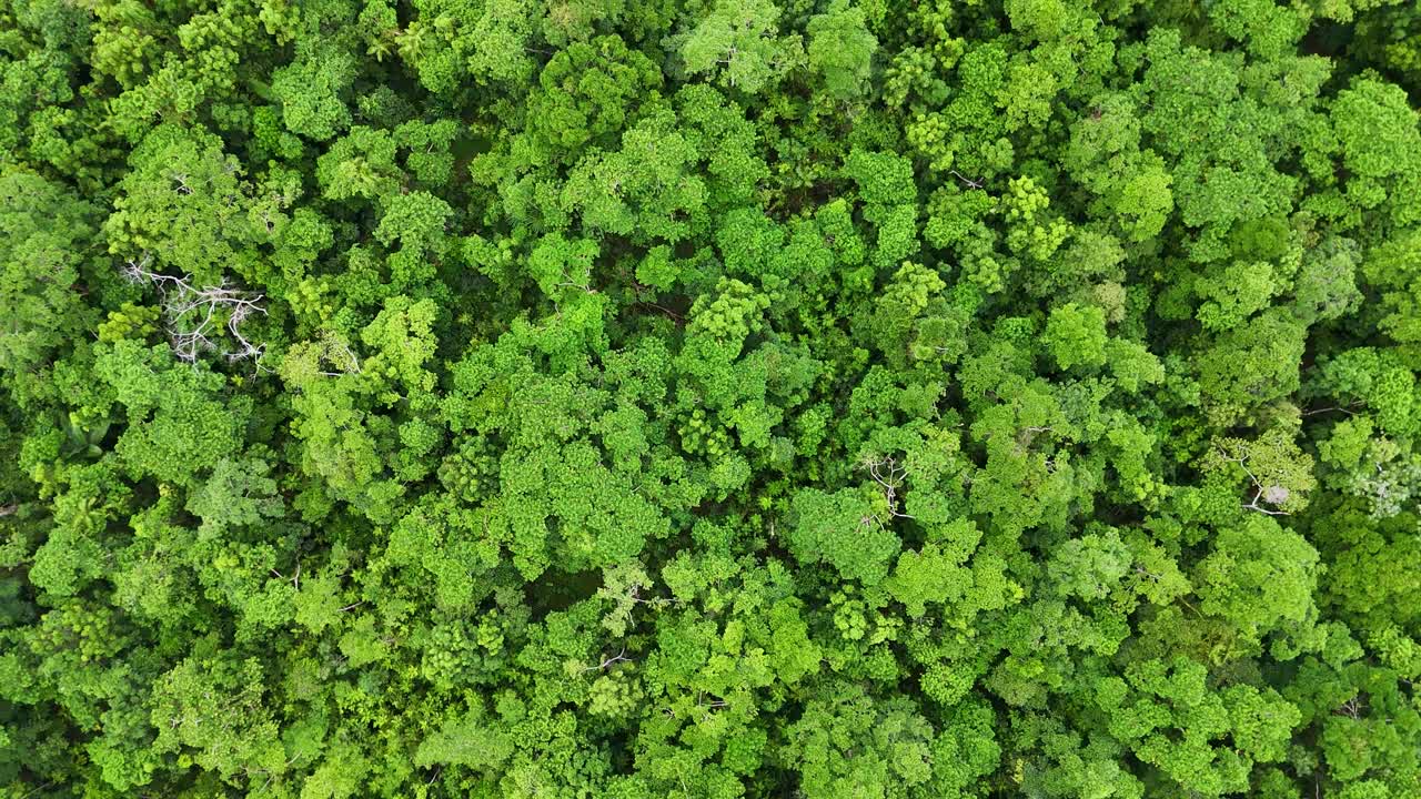 Drone footage captures the dense, vibrant green canopy of a rainforest in Port Douglas, showcasing the lush vegetation from above
