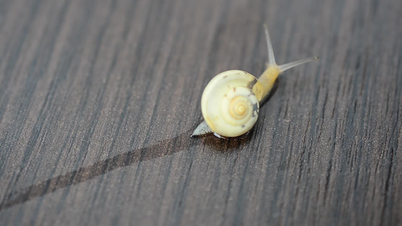 Affärsmöte, en snigel kryper på ett bord. Långsam framgång i affärer.