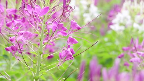 a detailed view of pink wildflowers with lush green foliage in the background.