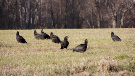 black vultures waiting in a field to eat a dead animal