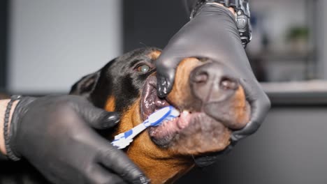 dog teeth cleaning by veterinarian