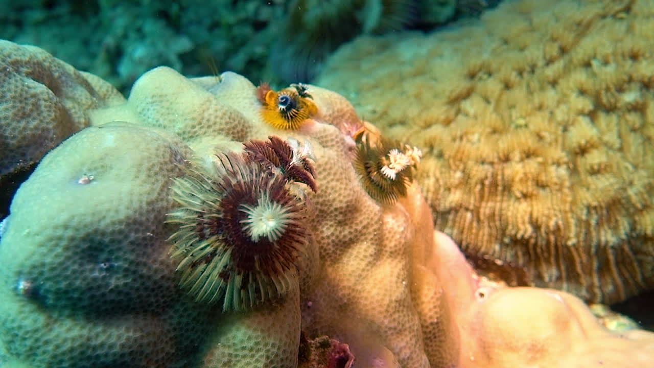 Calcareous tube worms resembling trees grow from a coral.