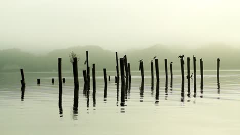 wooden barriers in water of river and silhouette of birds sitting in it