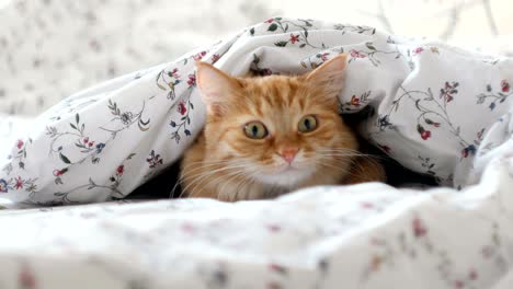 cute ginger cat lying in bed, hiding from people under a blanket. fluffy pet looks curiously
