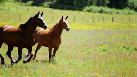 beautiful brown horse running freely in a sunny wildflower meadow.