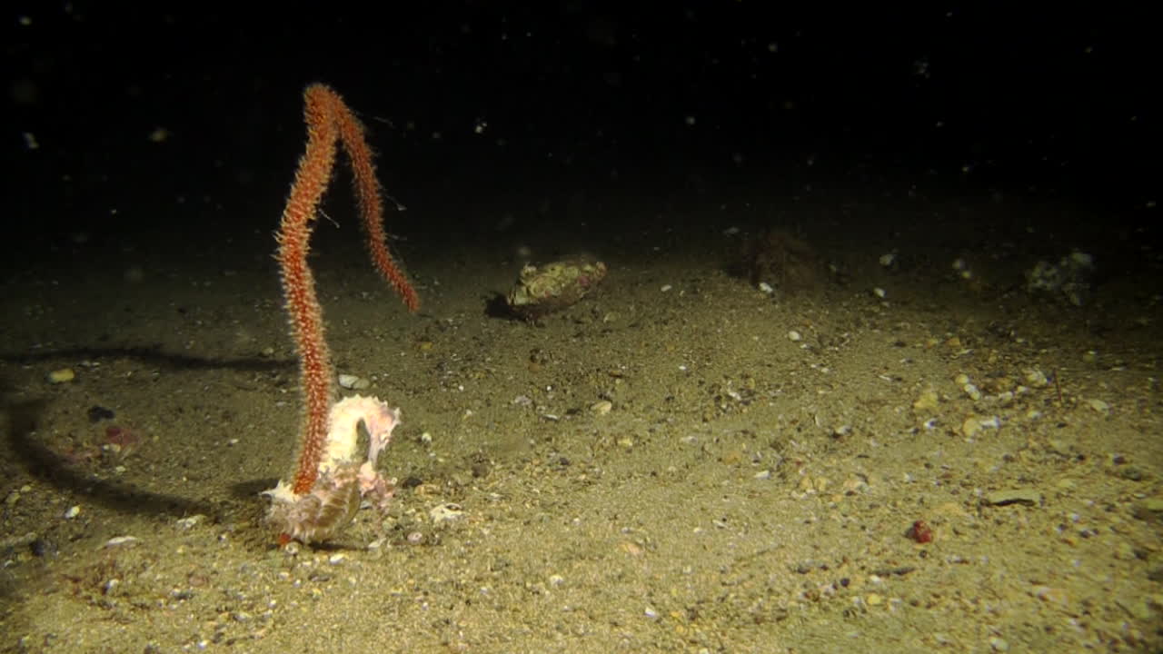 가시가 많은 해마 두 마리가 밤에 모래 바닥에서 크리노이드 산호에 나란히 붙어 있다