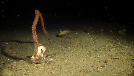 two thorny seahorses clinging side by side to a crinoid coral during night on sandy bottom