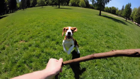 pov: playtime with an excited beagle puppy in the park