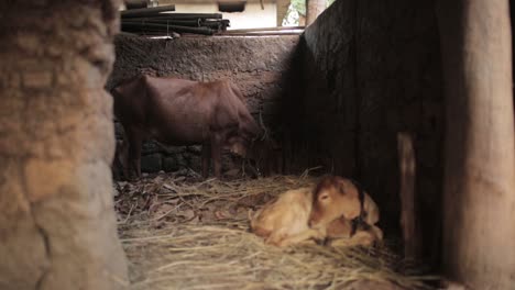 Static-shot-of-corral-with-cow-eating-and-calf-lying-down