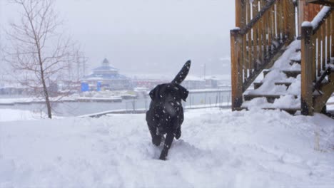 Laboratorio-Negro-Caminando-A-Través-De-Una-Tormenta-De-Nieve-En-Cámara-Lenta-Cerca-De-Big-Bear-Lake,-California