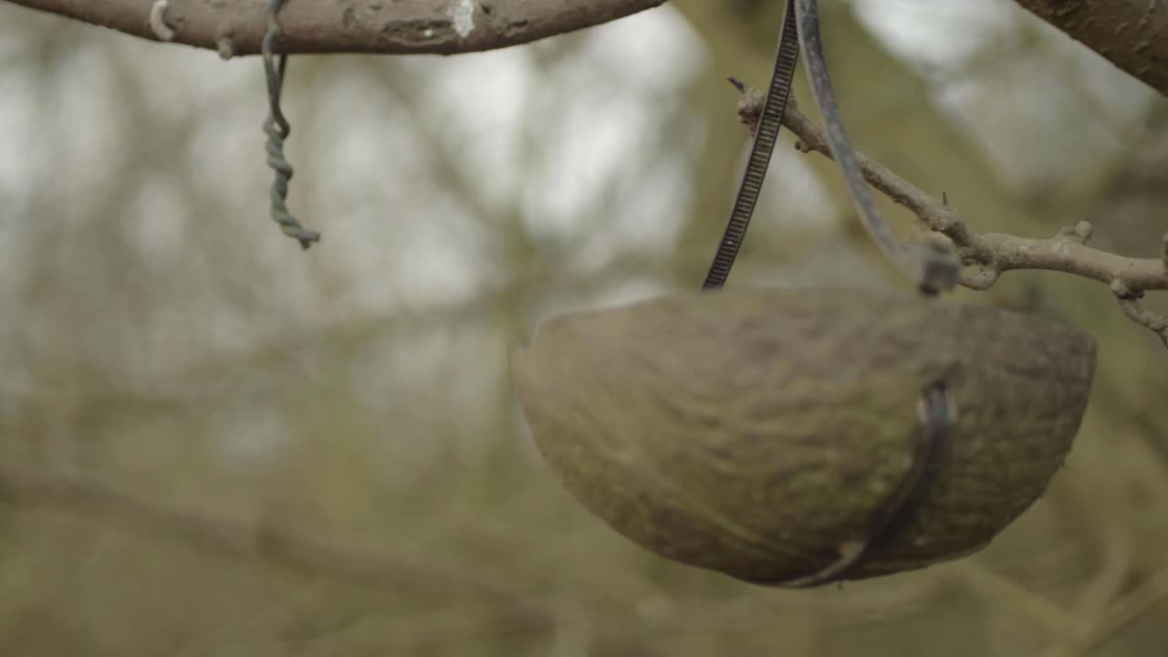 Handmade bird feeder hanging from tree made from coconut shell