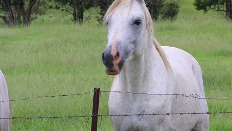 el caballo mueve la cabeza, mastica y mira a su alrededor