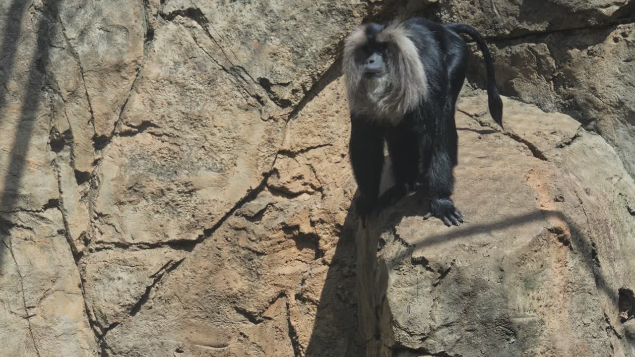 A lion-tailed macaque perched on a rock, displaying its majestic mane in Pretoria