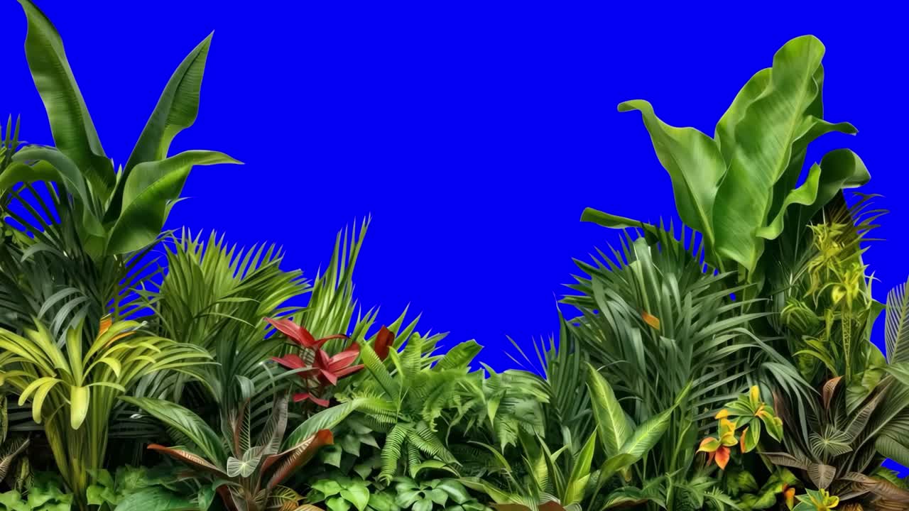 Tropical jungle border animation, transparent 4K video, green screen