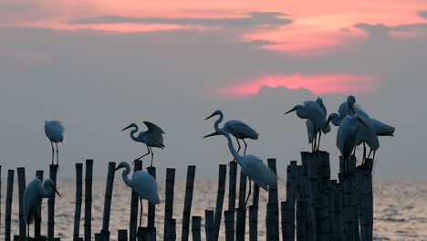 The-Great-Egret,-also-known-as-the-Common-Egret-or-the-Large-Egret