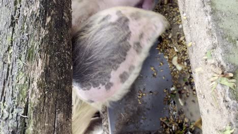 - hocico vertical de los cerdos que se alimentan en el corral de cerdos