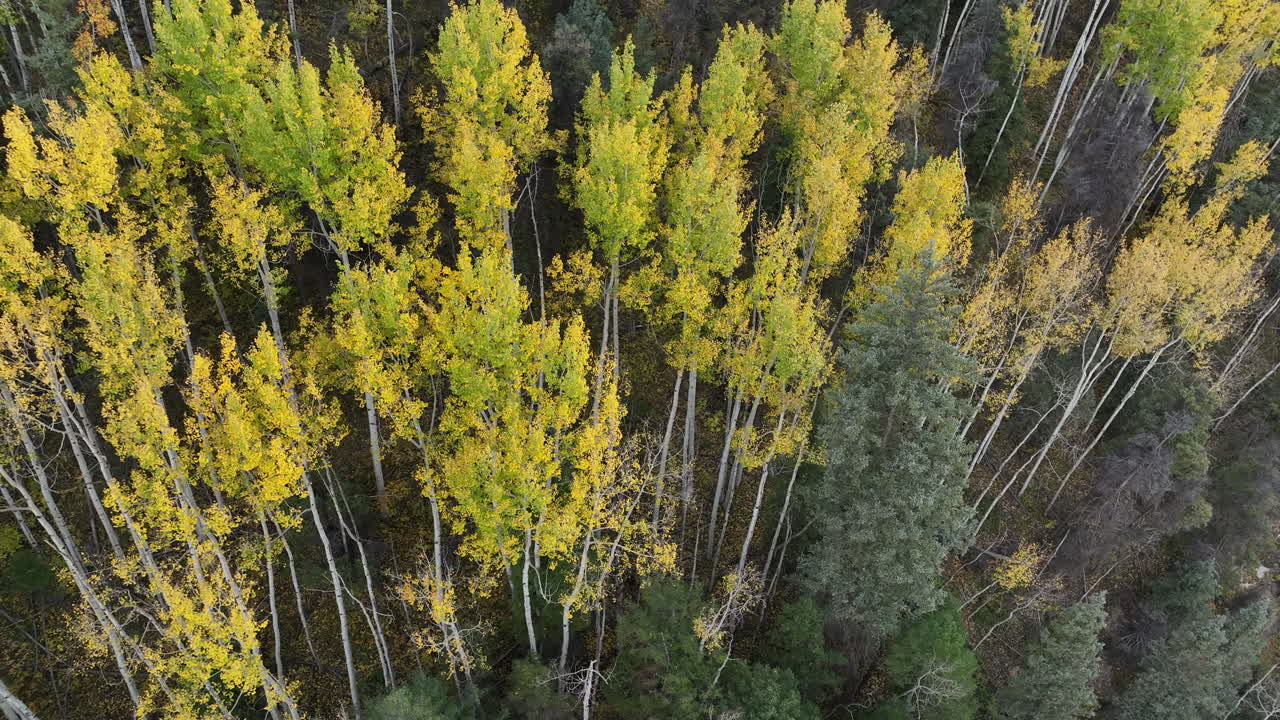 vista aérea de los álamos amarillos balanceándose en el viento en telluride, colorado