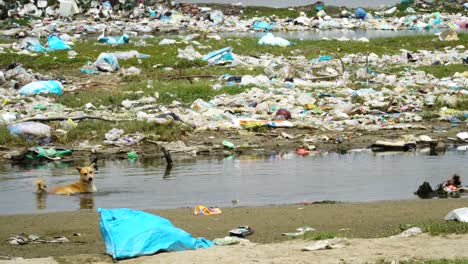 solitary dog cooling off in contaminated pond water surrounded by garbage dumps