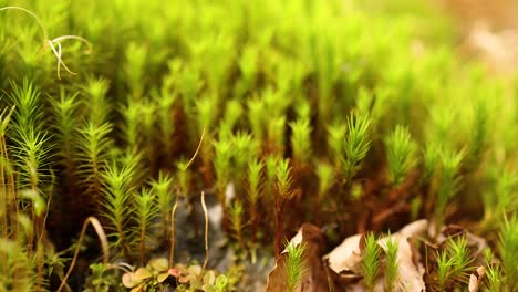 detailed view of moss and fallen leaves