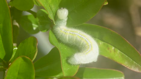 macro shot of a caterpillar making a nest in the green leaves